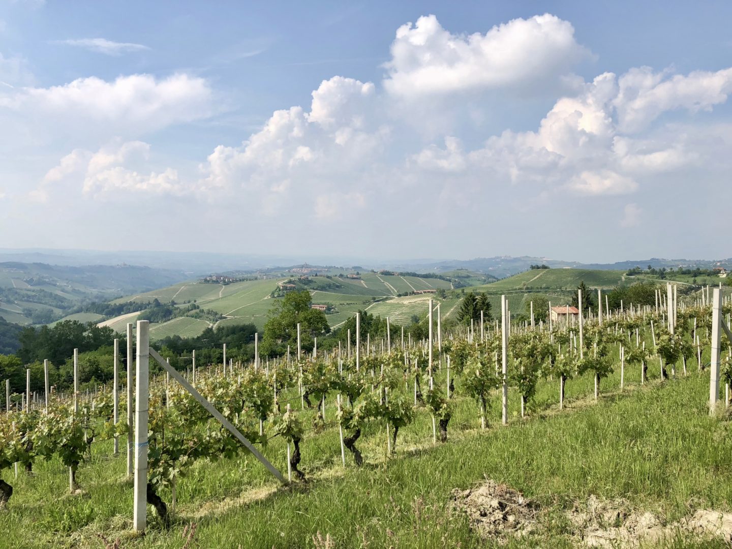 Grape vineyard in Langhe, Piedmont, Italy